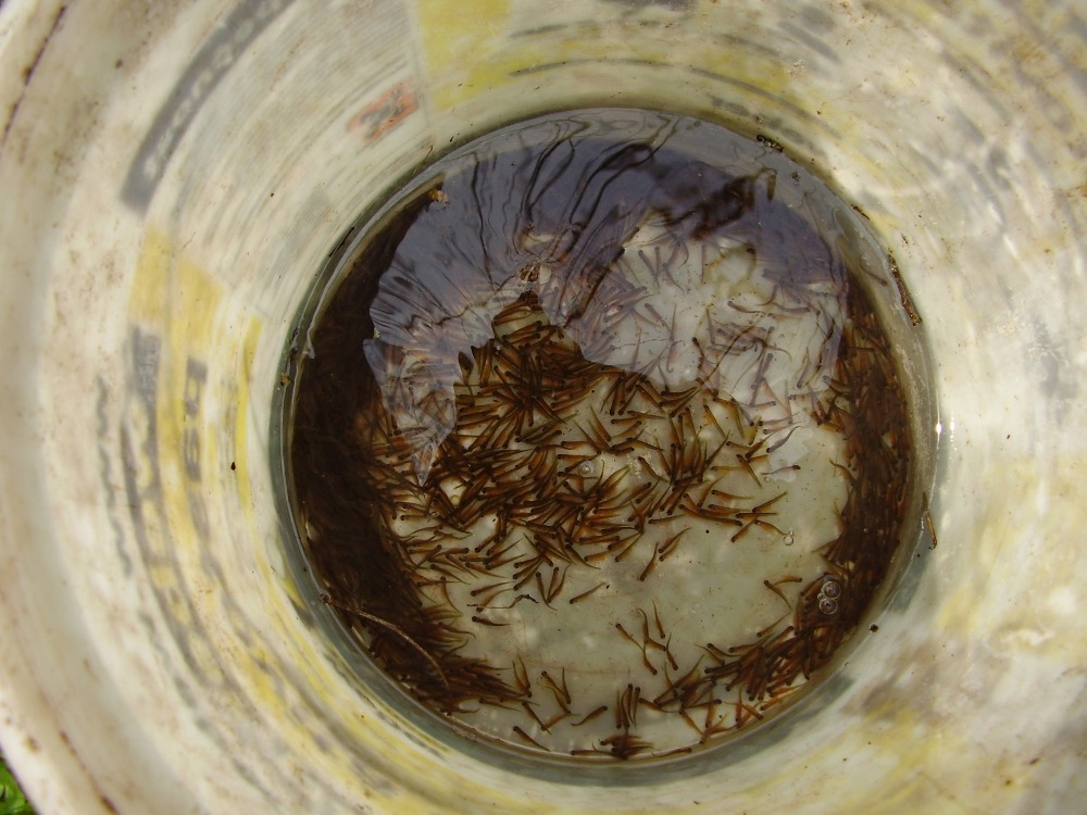 vysazování plůdku PO s částí váčku do experimentálního úseku vysazování plůdku PO s částí váčku do experimentálního úseku